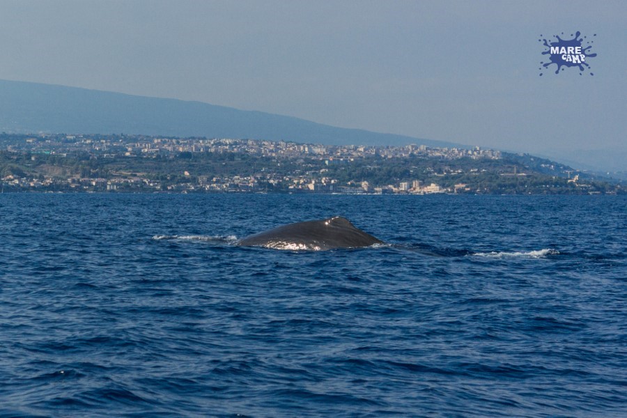 Capodoglio Marecamp whale watching 2