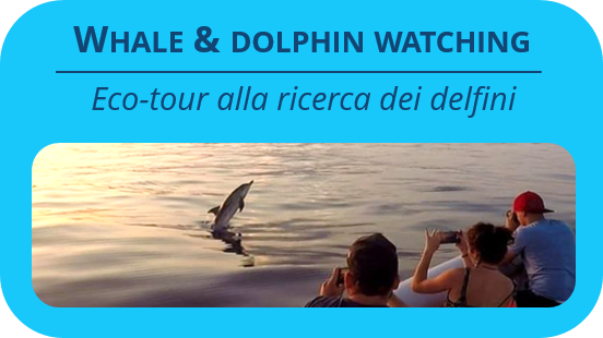 Whale & Dolphin watching