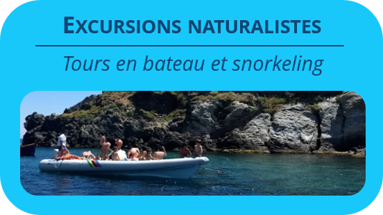Whale & Dolphin watching