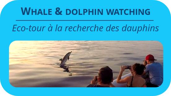 Whale & Dolphin watching