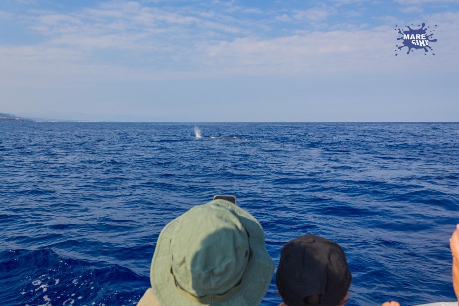 Capodoglio Marecamp whale watching
