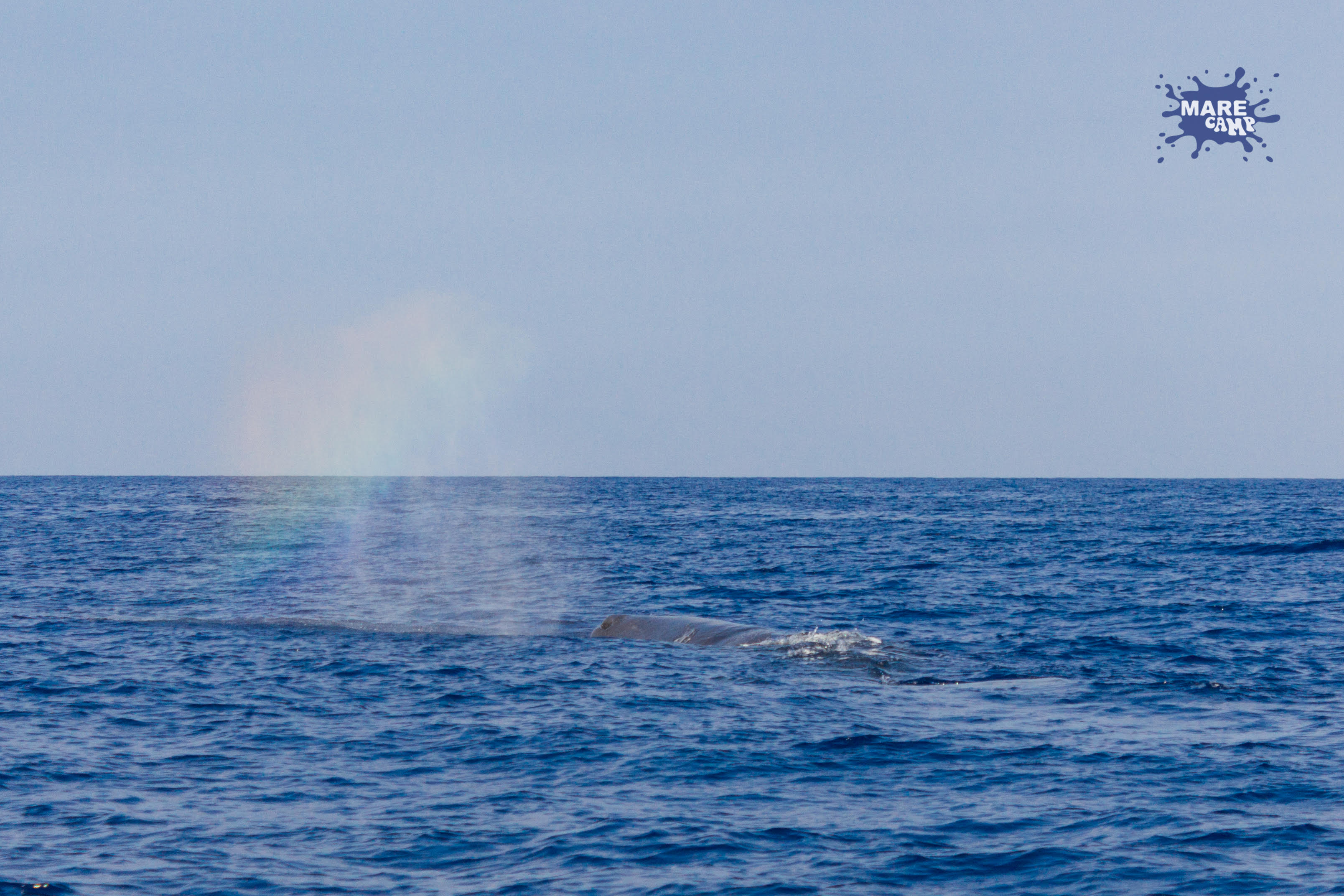 Capodoglio Marecamp whale watching 3