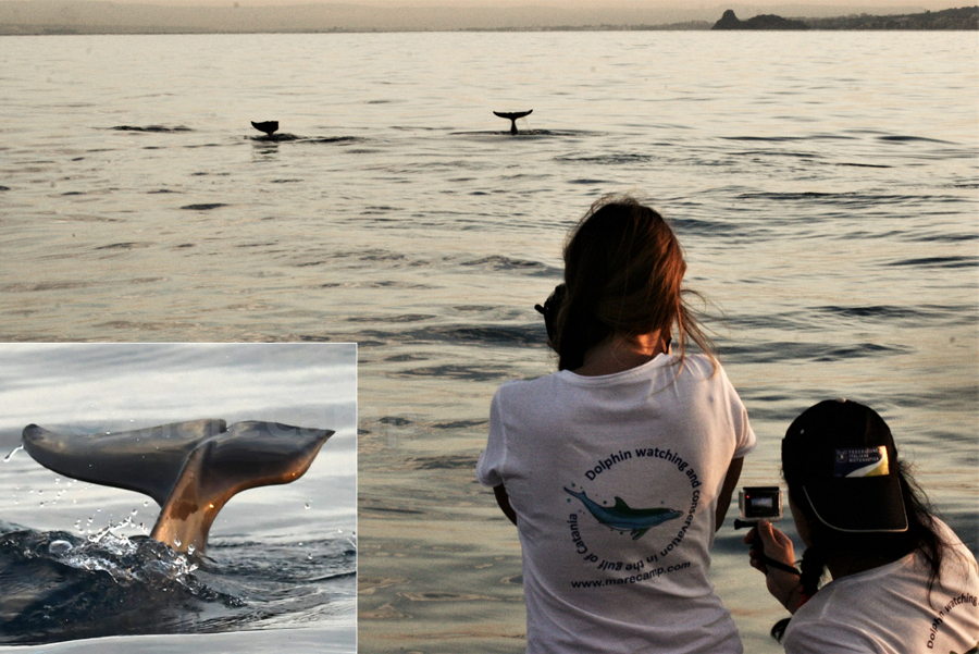 Delfini sopravvissuti copyright Marecamp Catania 2