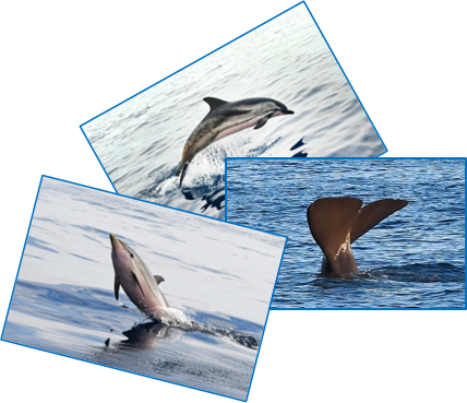 marecamp cetacei