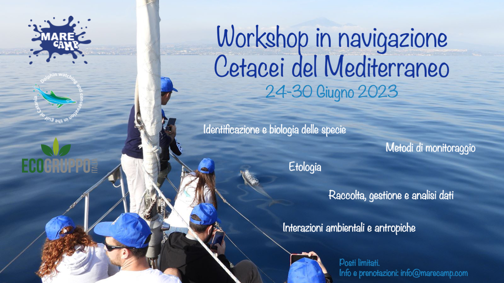 Iscrizioni aperte: Workshop in navigazione - Cetacei del Mediterraneo