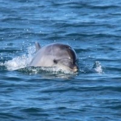 Tursiopi del Golfo - Bottlenose dolphins of the Gulf - Grands dauphins du Golfe