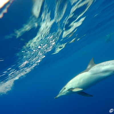 Delfini comuni nel Golfo – Common dolphins in the Gulf – Dauphin communs dans le Golf