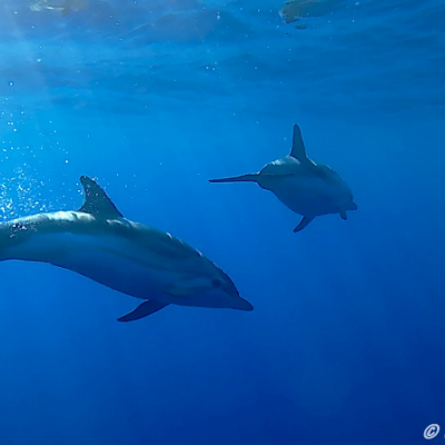 Stenelle striate nel blu - Striped dolphins underwater - Dauphin bleu et blanc sous l’eau