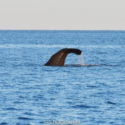Osservazione grandi cetacei - Whale watching - Observation de grands cétacés 
