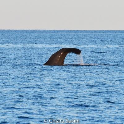 Osservazione grandi cetacei - Whale watching - Observation de grands cétacés 